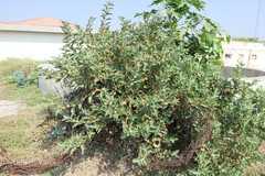 Withania somnifera